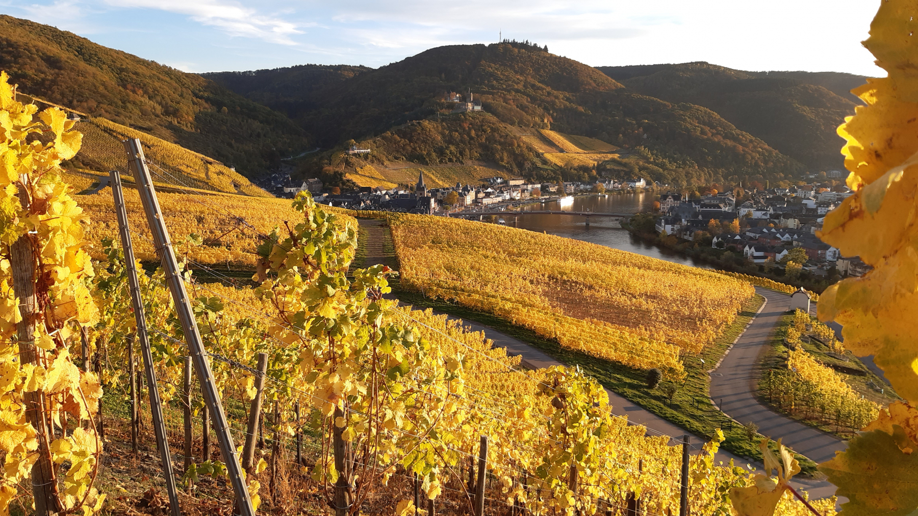 Goldener-Herbst-mit-Blick-auf-Bernkastel-Kues